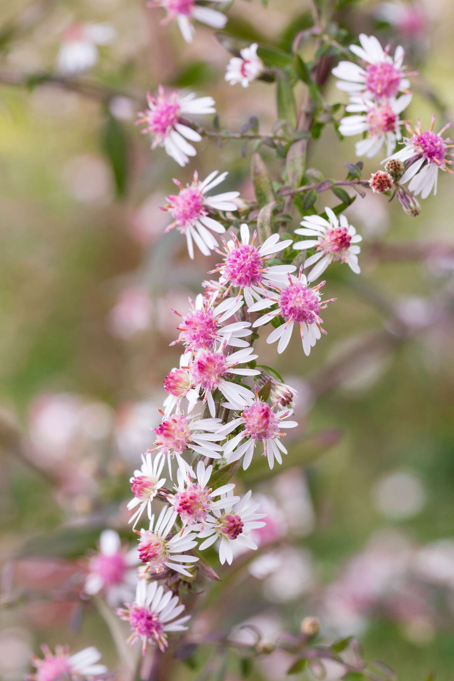 Asteri 'Lady in Black'